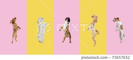 Five little purebred dogs standing isolated over gradient background. Five little purebred dogs standing isolated over gradient background. 73657632
