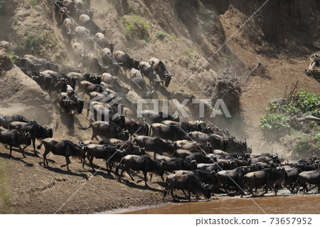Herd of wildebeest in savannah in kenya Herd of wildebeest in savannah in kenya 73657952