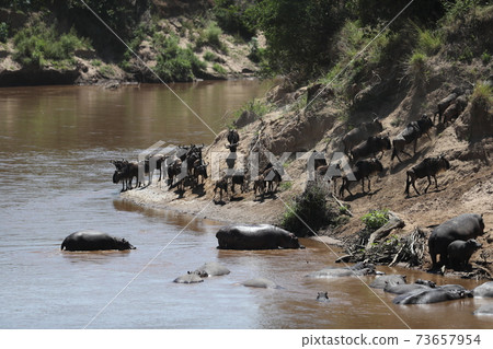 Herd of wildebeest in savannah in kenya 73657954