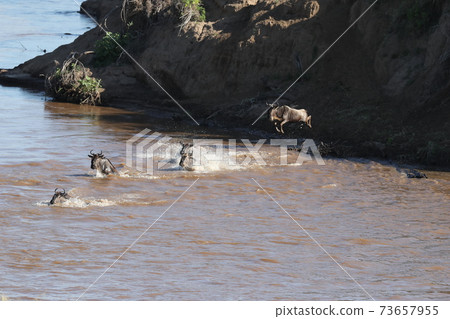 Herd of wildebeest in savannah in kenya Herd of wildebeest in savannah in kenya 73657955