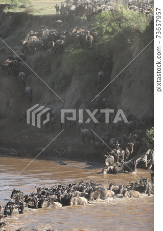 Herd of wildebeest in savannah in kenya 73657957