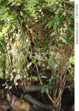 lion in hunting in savannah in kenya 73657991