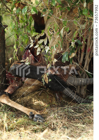 lion in hunting in savannah in kenya 73657992