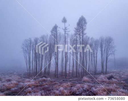 tree in deforested landscape , mystical winter 73658080