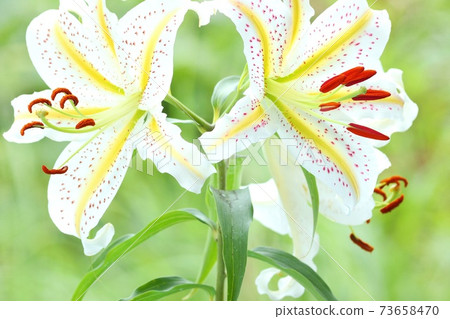 野生山友自然背景白花橙色斑點 73658470