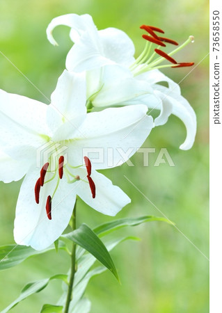 Casablanca large lily white flower oriental hybrid system Casablanca large lily white flower oriental hybrid system 73658550