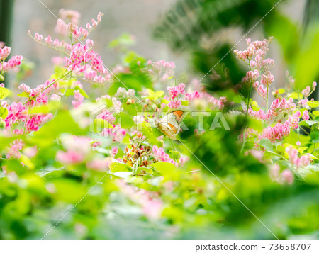 可愛的蝴蝶吮吸花蜜 73658707