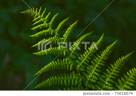 Background image of beautiful green fern at summer 73658874