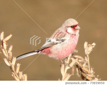 A male long-tailed rosefinch pecking the fruits of weeds that grow naturally in the Umeda River A male long-tailed rosefinch pecking the fruits of weeds that grow naturally in the Umeda River 73659050