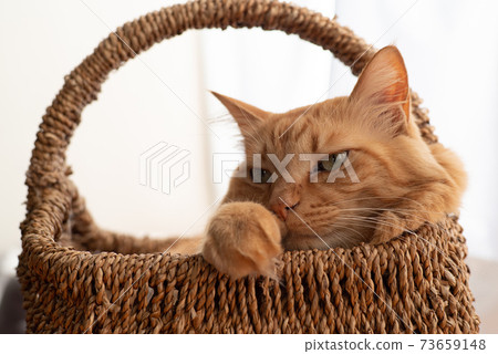 A leisurely cat, a brown tabby cat A leisurely cat, a brown tabby cat 73659148