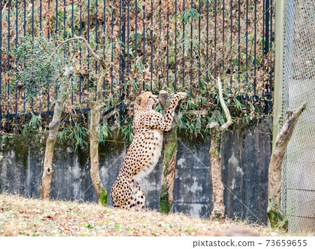 Cheetah putting his feet on a standing tree 73659655