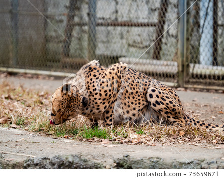 獵豹嗅 獵豹嗅 73659671