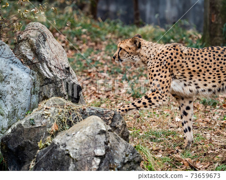 Cheetah walking on rocks Cheetah walking on rocks 73659673