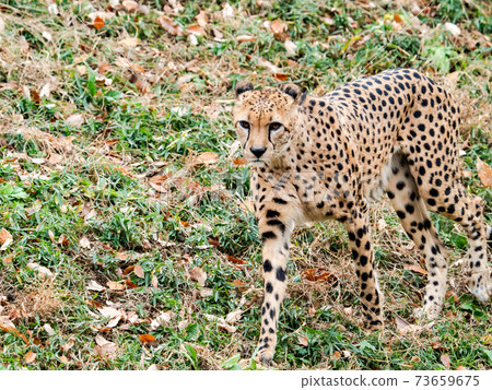Walking cheetah Walking cheetah 73659675