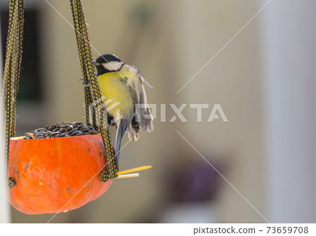 Titmouse 73659708