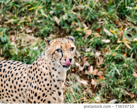 Cheetah Perori standing in the grass Cheetah Perori standing in the grass 73659710