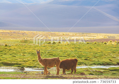 Llama 73659733