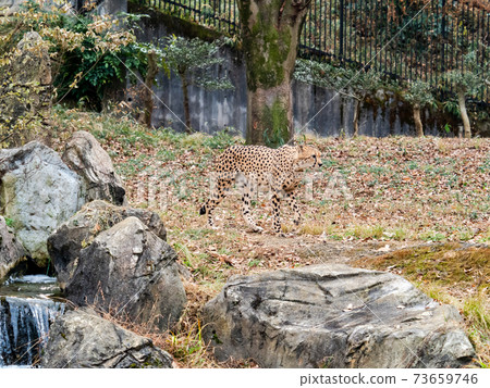 Cheetah walking in the water 73659746