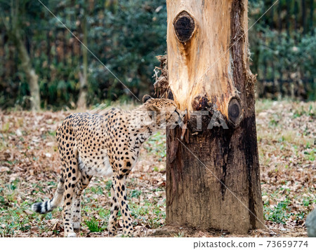 Cheetah sniffing 73659774