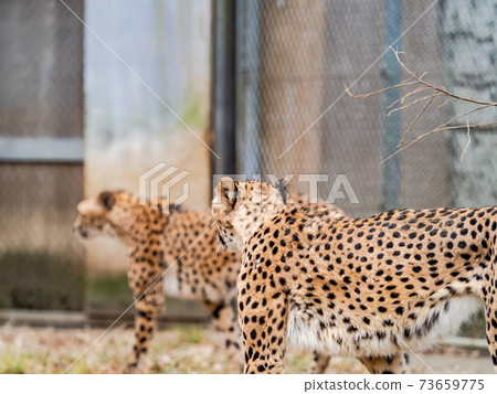 Cheetah walking with two heads Cheetah walking with two heads 73659775