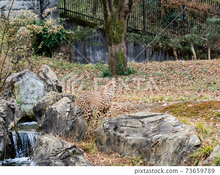 Cheetah walking in the water Cheetah walking in the water 73659789