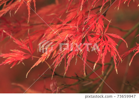 Red weeping (Benishidare) 73659947