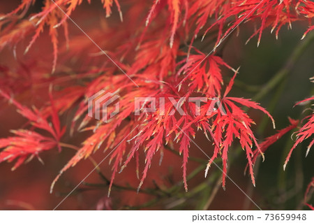 紅色哭泣(Benishidare) 紅色哭泣(Benishidare) 73659948