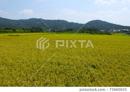 Autumn rice field Autumn rice field 73660035
