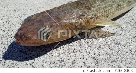 Eso(蜥蜴Eso),一種魚,是粘貼的原料 Eso(蜥蜴Eso),一種魚,是粘貼的原料 73660308