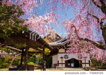 Yogenin Spring 73660585
