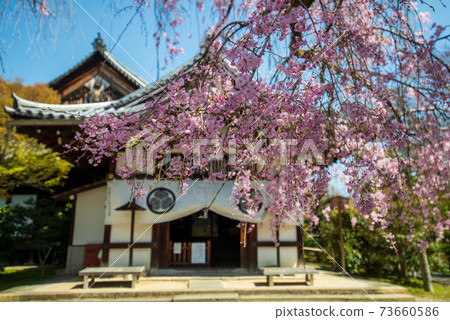 Nikkein Sakura Nikkein Sakura 73660586