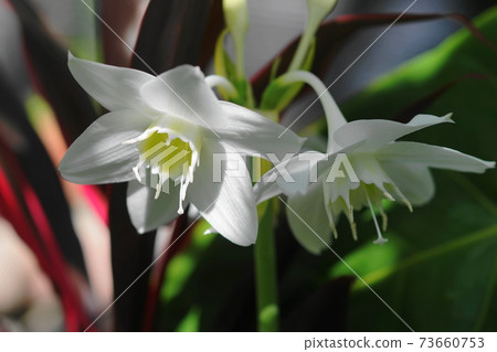 January Chofu 782 Amazon Lily, Amaryllidaceae, Keio Floral Garden Angers January Chofu 782 Amazon Lily, Amaryllidaceae, Keio Floral Garden Angers 73660753