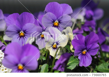 January Chofu 773 Pansy, Violaceae, Keio Floral Garden Angers 73660765