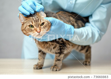 Veterinarian examines the ear of an animal cat. 73660863