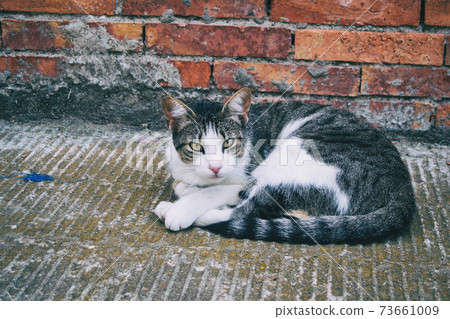 stray cat hiding in a corner of the city 73661009
