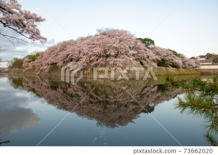 Hikone Castle Spring Dawn Hikone Castle Spring Dawn 73662020