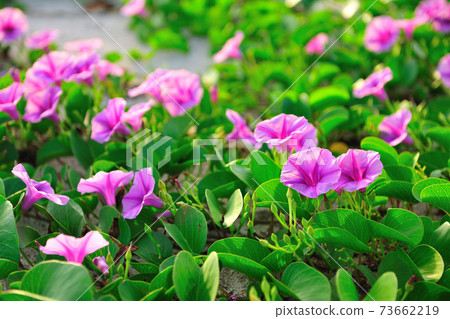 Saddle vine blossoms, pink purple flowers 73662219