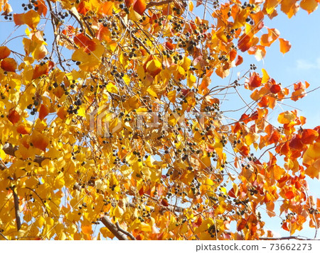 Autumn leaves of Chinese tallow whose fruits are ripe 73662273