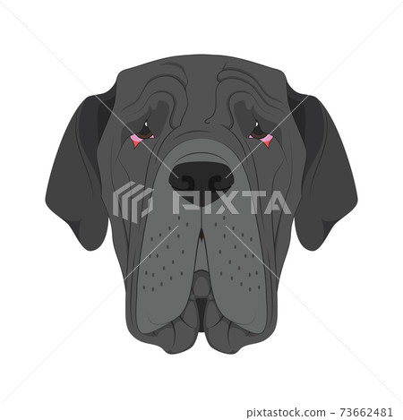 Neapolitan Mastiff dog isolated on white background vector illustration Neapolitan Mastiff dog isolated on white background vector illustration 73662481