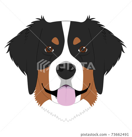 Bernese Mountain Dog isolated on white background vector illustration 73662491
