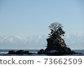 Pine and Tateyama mountain range facing from Amaharashi coast 73662509