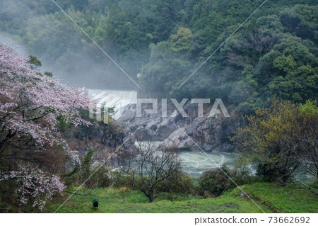 長野大壩兩岸的櫻花盛開 73662692