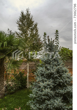Garden corner fenced with iron trellis with birch, palm, silver spruce and fruit trees against cloudy sky Garden corner fenced with iron trellis with birch, palm, silver spruce and fruit trees against cloudy sky 73662796