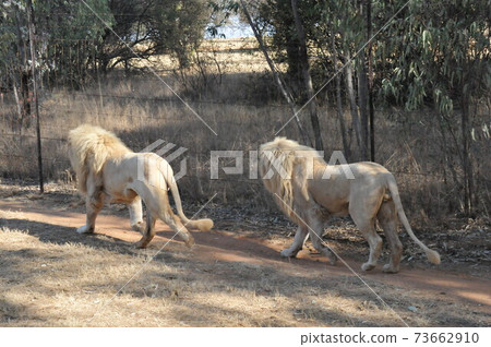 South Africa, suburbs of Johannesburg, Lion Park, male lion South Africa, suburbs of Johannesburg, Lion Park, male lion 73662910