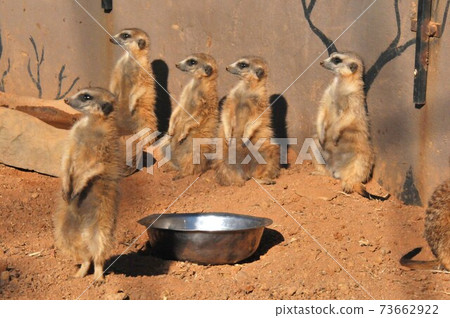 South Africa, suburbs of Johannesburg, Lion Park, Meerkat South Africa, suburbs of Johannesburg, Lion Park, Meerkat 73662922