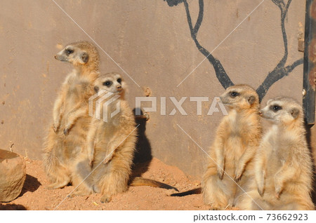 South Africa, suburbs of Johannesburg, Lion Park, Meerkat South Africa, suburbs of Johannesburg, Lion Park, Meerkat 73662923