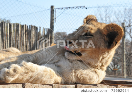 South Africa, suburbs of Johannesburg, Lion Park, Child Lion South Africa, suburbs of Johannesburg, Lion Park, Child Lion 73662924