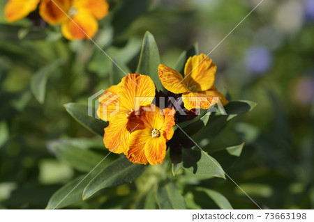 Orange Wallflower 73663198