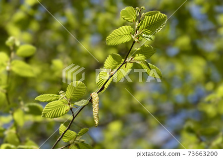 Common hornbeam 73663200