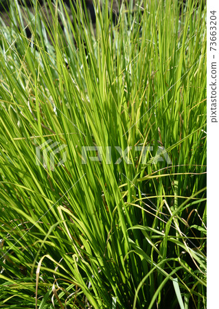 Green Chinese Fountain Grass 73663204